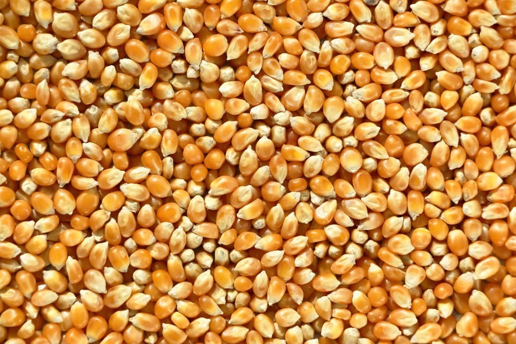 Close-up of yellow popcorn kernels for a popcorn machine rental add-on in South Florida.